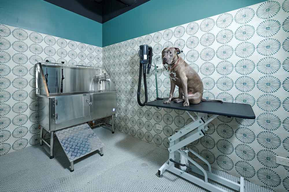 pet grooming dog design build boutique apartment